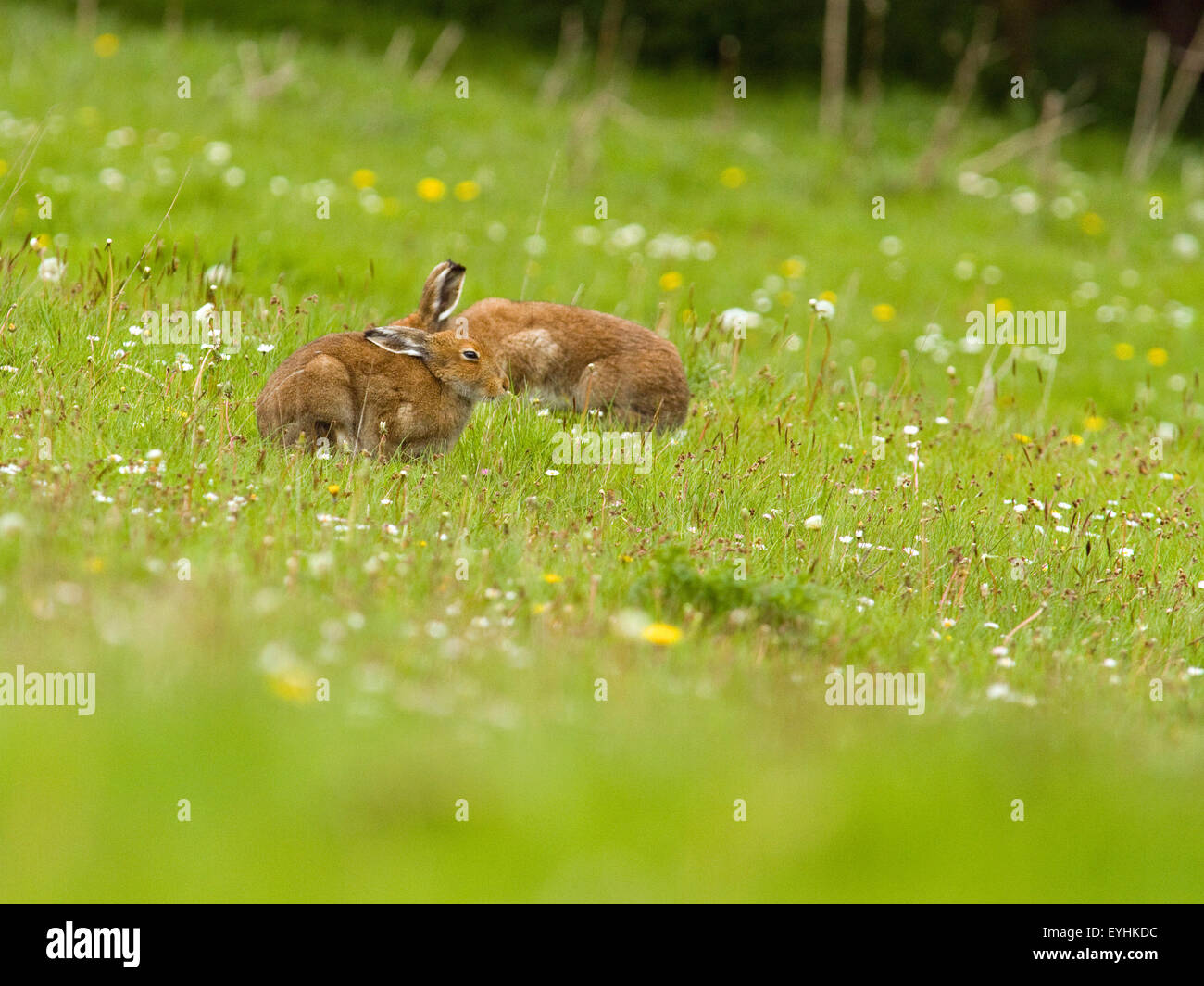 Mountain Hares,Ireland Stock Photo
