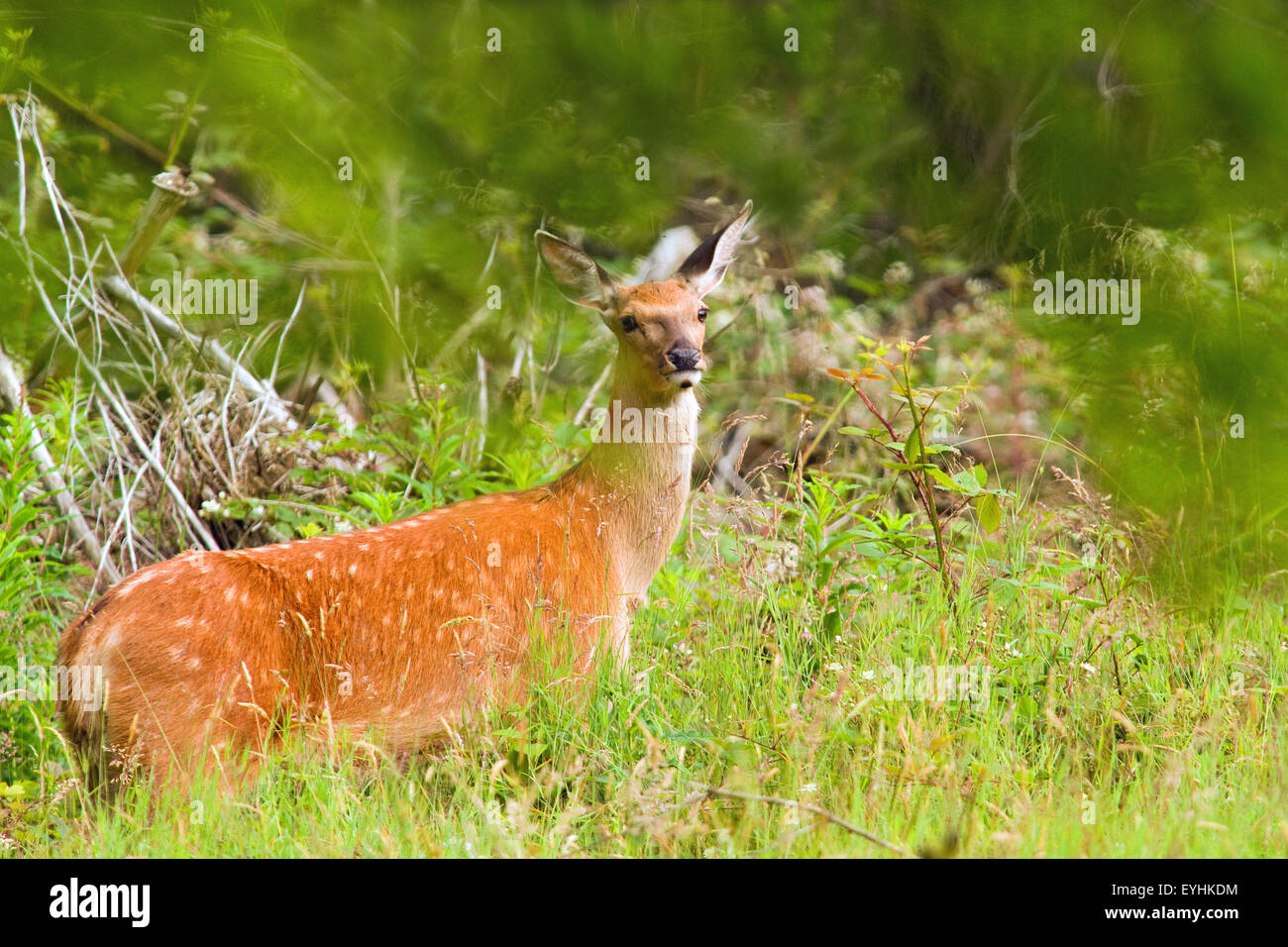 Deer in the Mountain Forest Clearing Stock Photo