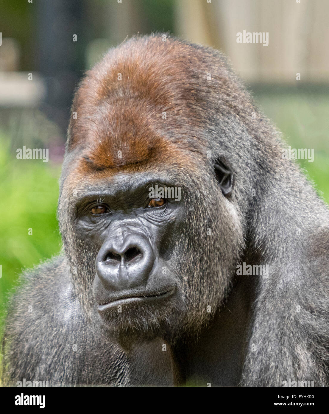 Gorilla stock photo alamy