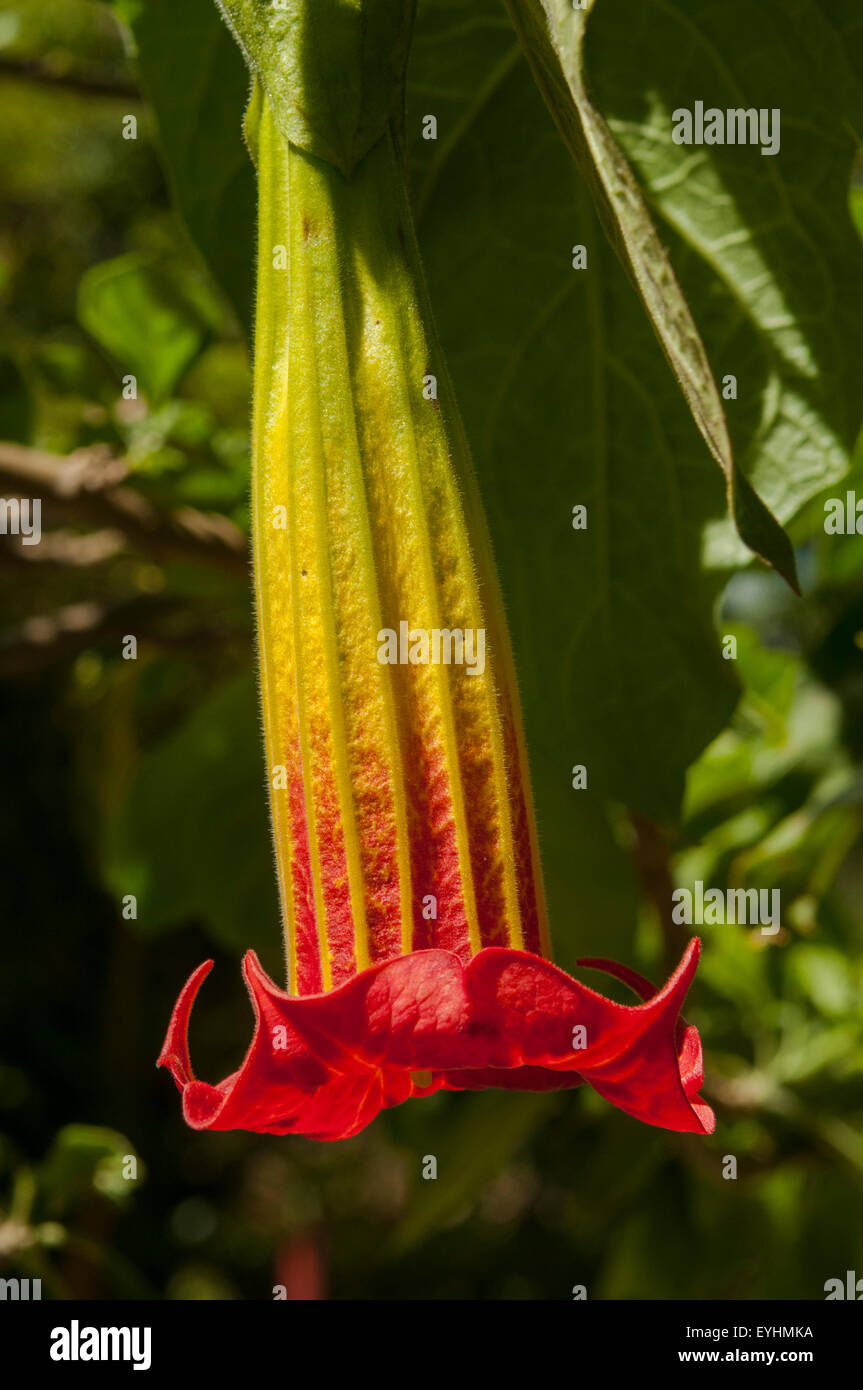 Brugmansia sanguinea, Red Brugmansia at Tanicuchi, Ecuador Stock Photo