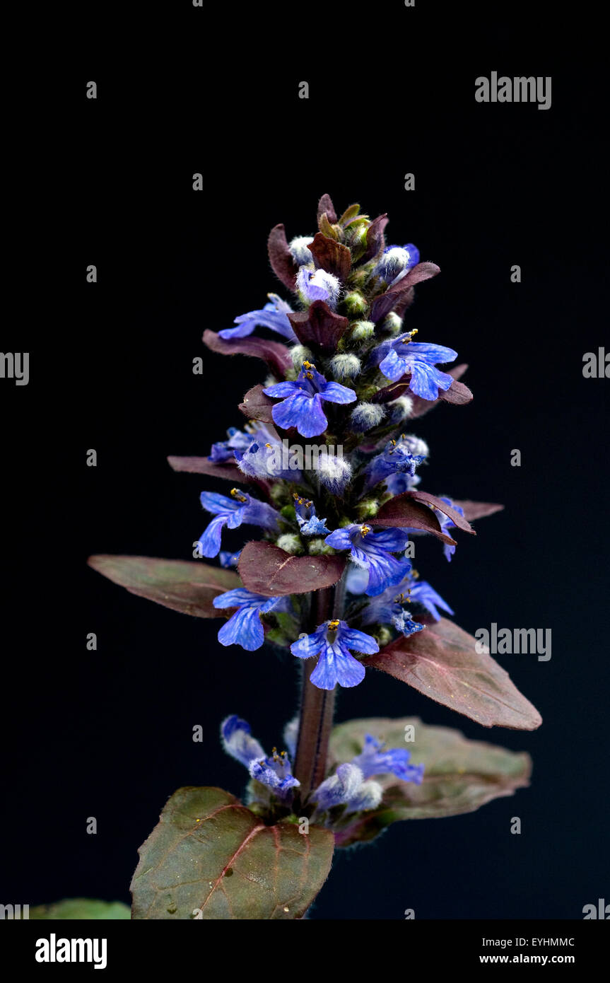 Guensel, Ajuga Reptans, Bluete, Wildgemuese, Heilpflanzen, Stock Photo