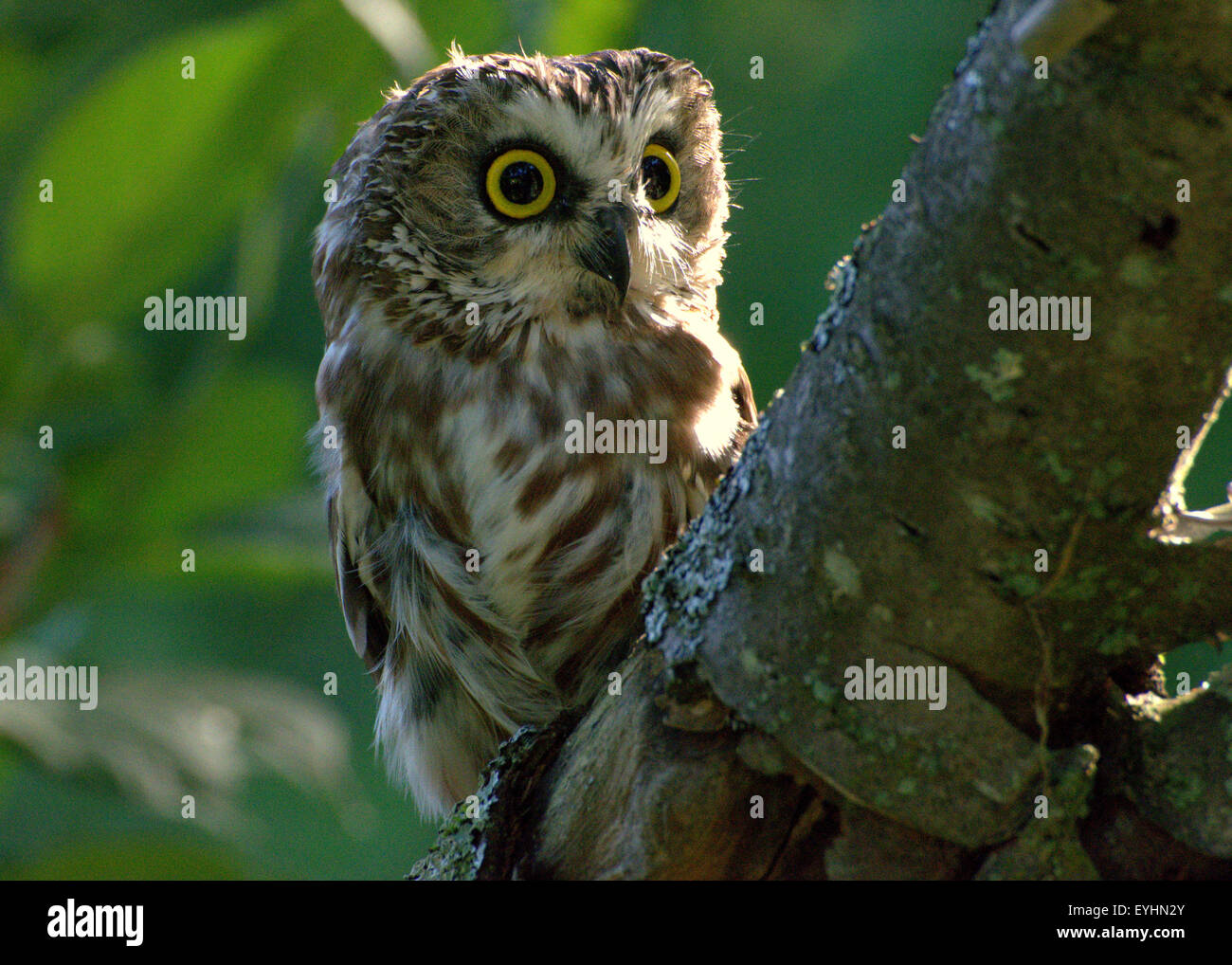 Saw-Whet Owl Stock Photo