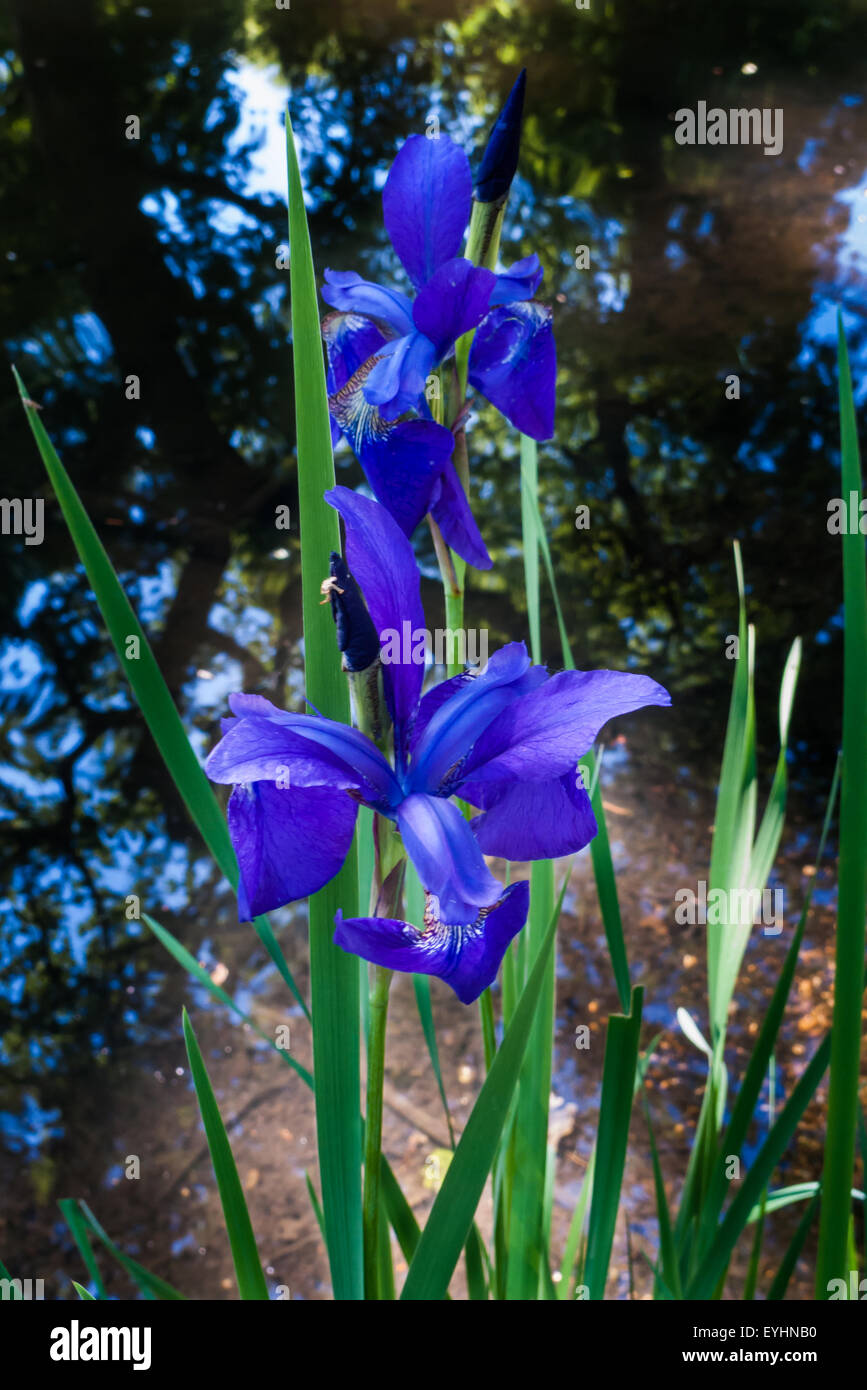 Richmond Park, England. Blue Iris. Stock Photo