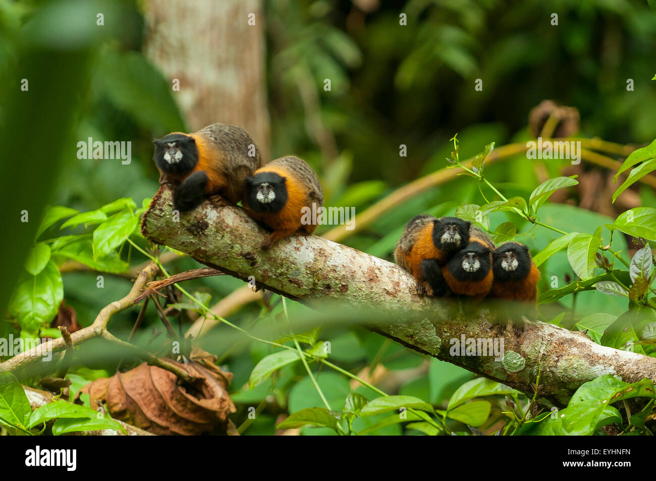 Saguinus tripartitus, Tamarin Monkeys, Yasuni NP, Napo, Ecuador Stock Photo