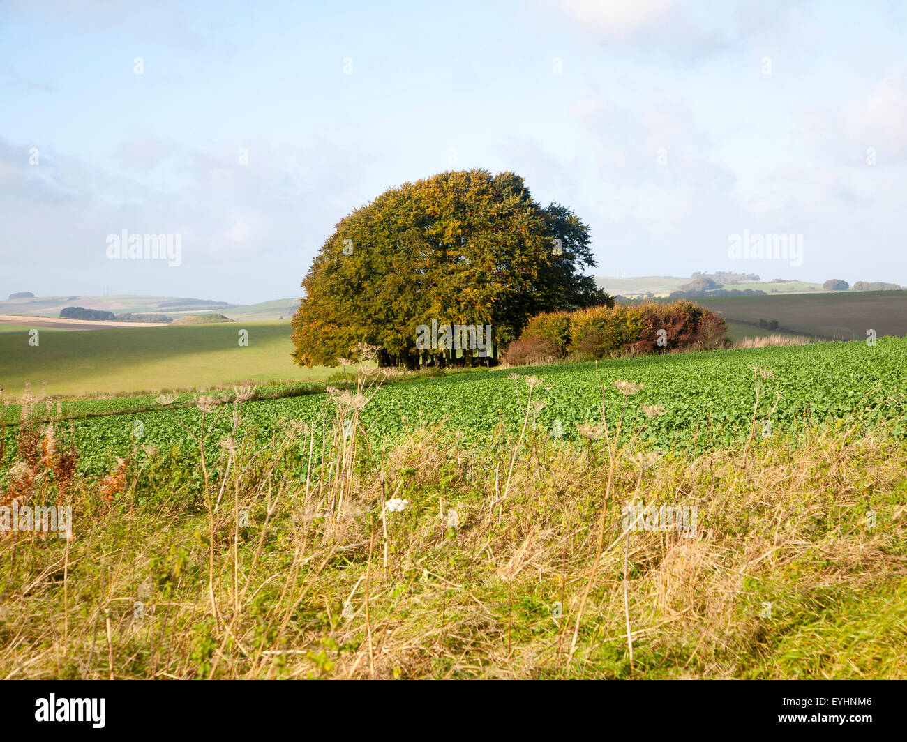 Chalk landscape from the prehistoric Ridgeway long distance route way, Overton Hill, Marlborough Downs, Wiltshire, England, UK Stock Photo