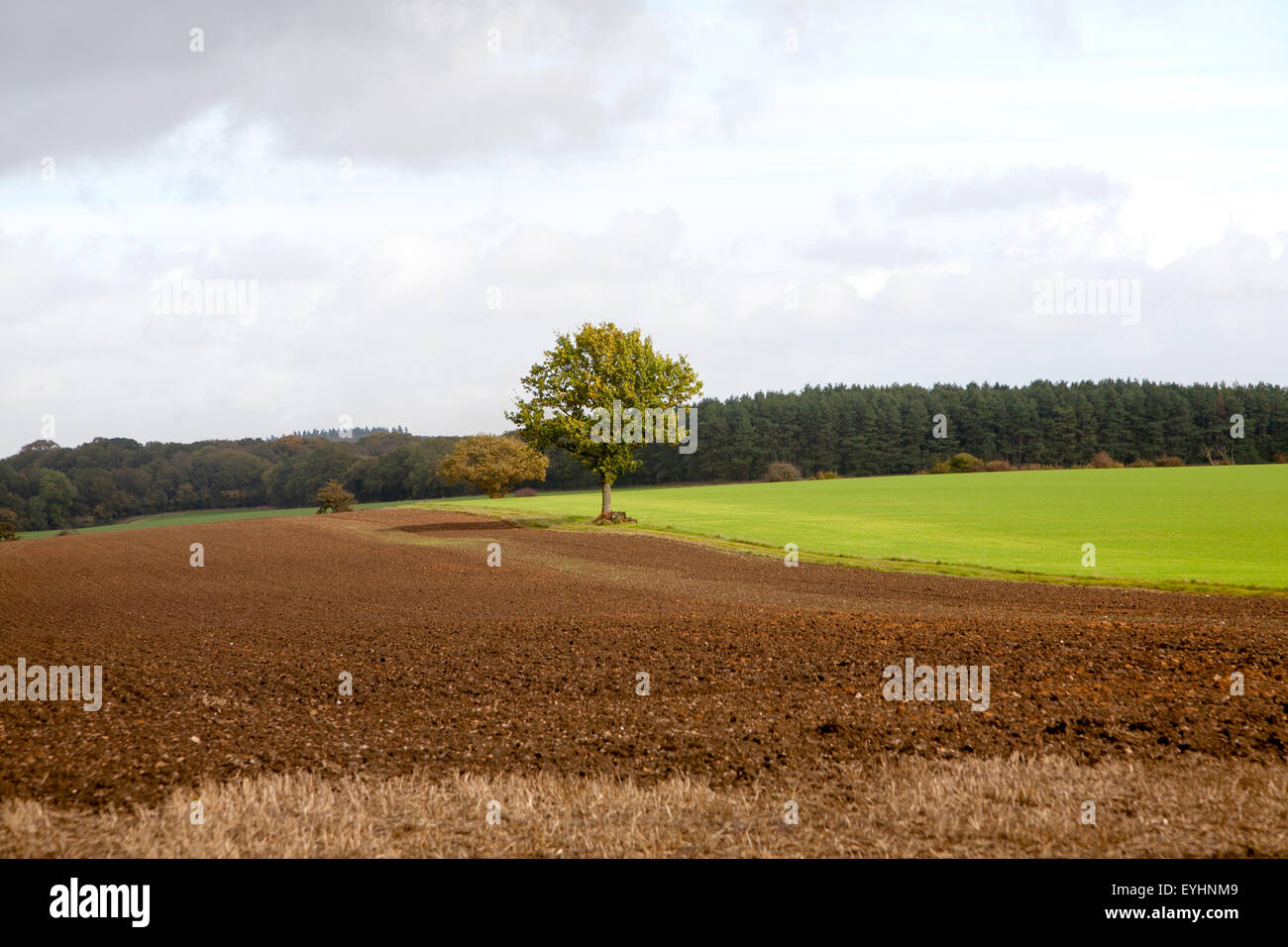 Landscape with fields and single oak tree standing alone, Chisbury, Wiltshire, England, UK Stock Photo