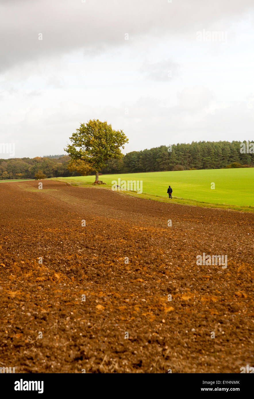 Landscape with fields and single oak tree standing alone, Chisbury, Wiltshire, England, UK Stock Photo