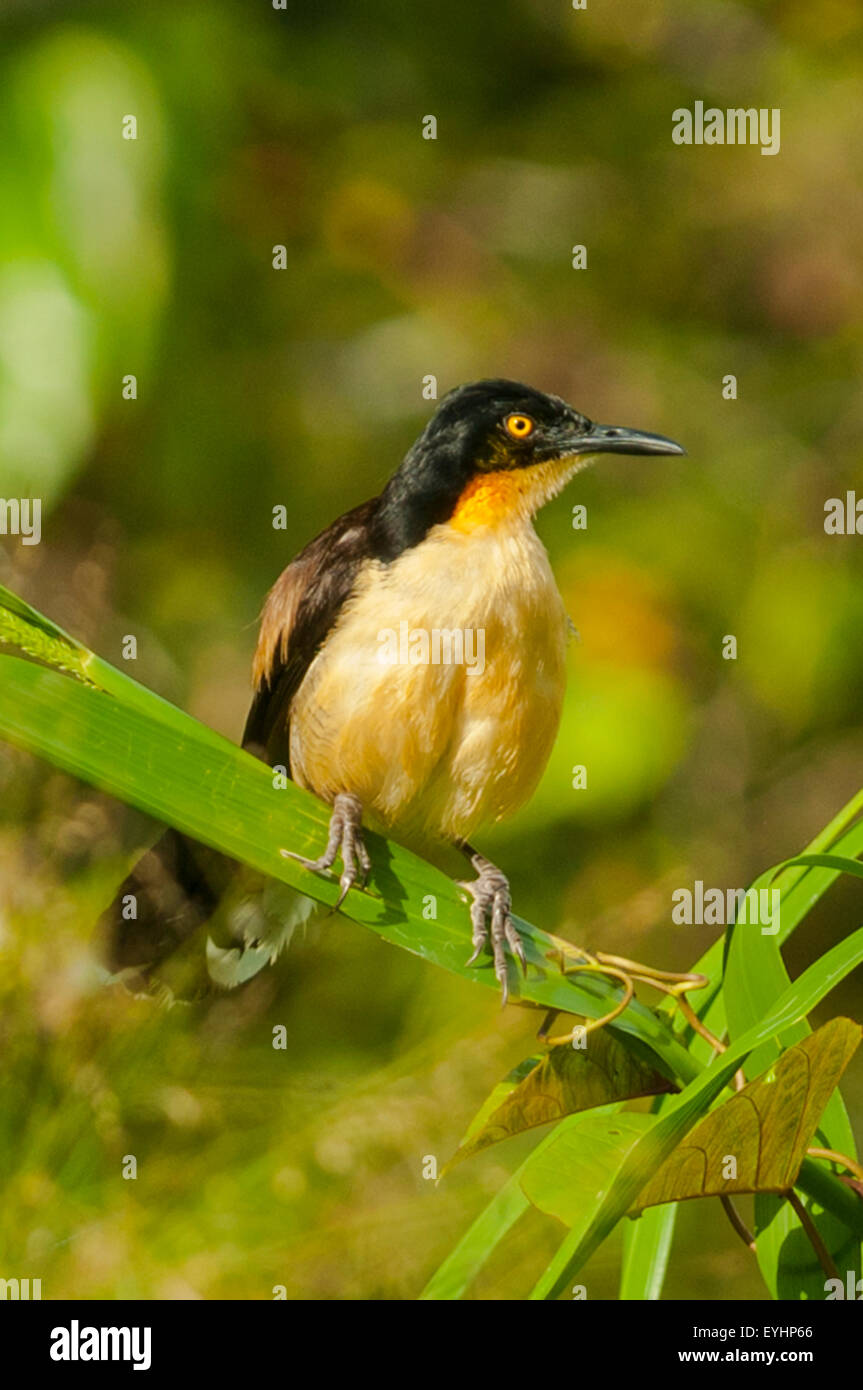 Wetmorethraupis sterrhopteron, Orange-throated Tanager, Napo River, Ecuador Stock Photo