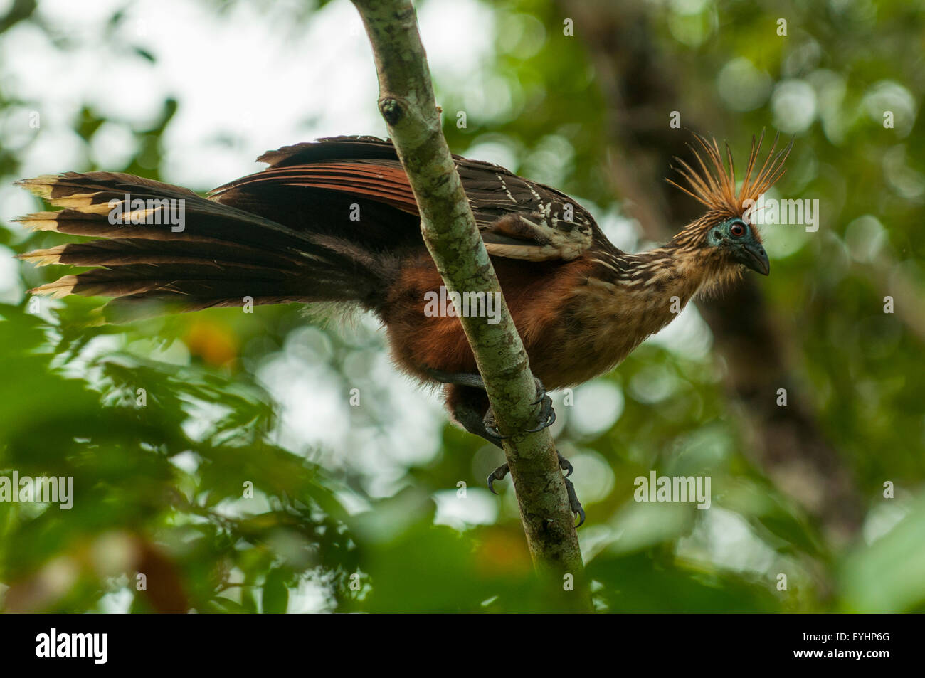 Opisthocomus hoazin, Hoatzin, Stinkbird, Napo River, Ecuador Stock Photo