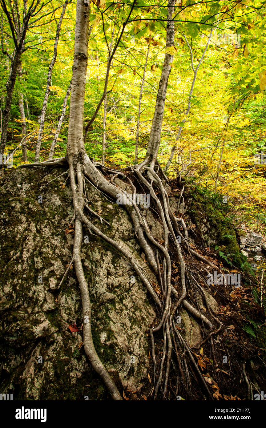 Tree Roots Hugging Rocks Tree roots hug a boulder. Falls trail near Baddeck, Nova Scotia Stock ...