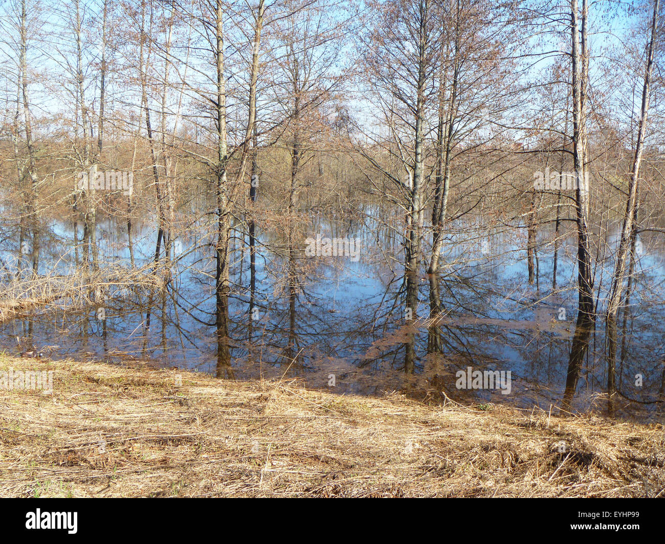 Woods Rive Spring Spring landscape in wood with river Stock Photo - Alamy