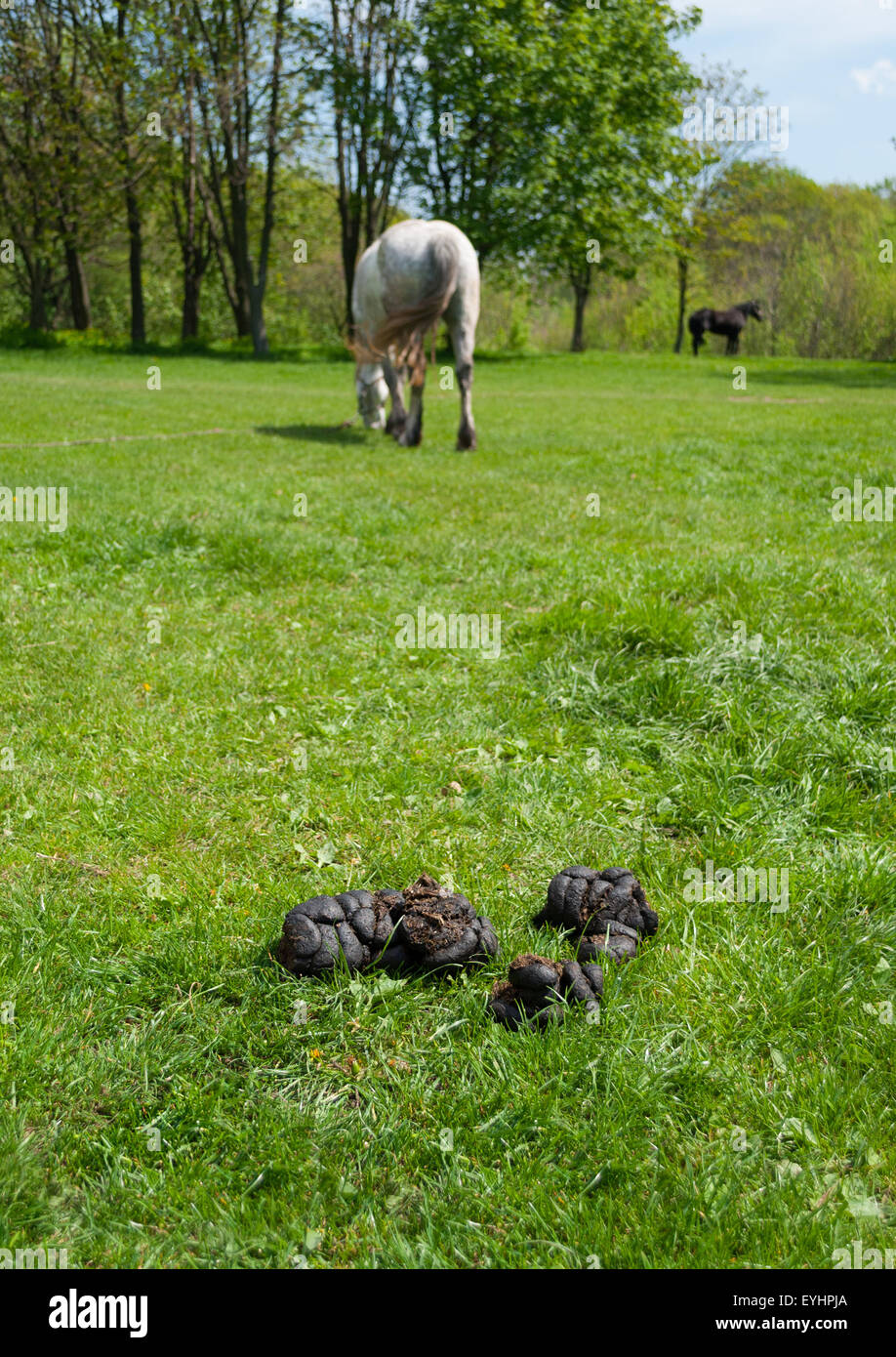 Landscape with dung, grass and horses (shallow dof) Stock Photo