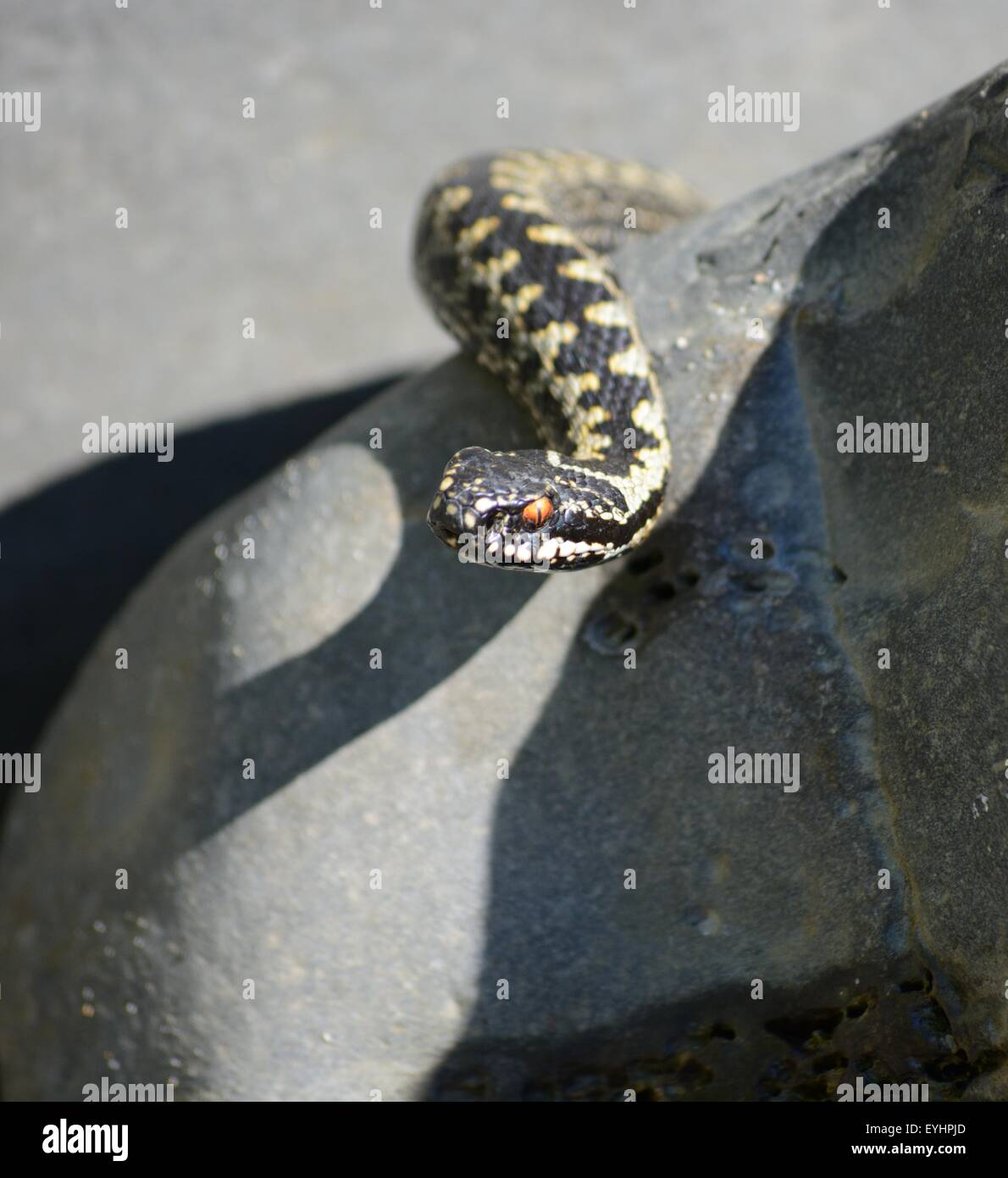 Adder snake hires stock photography and images Alamy