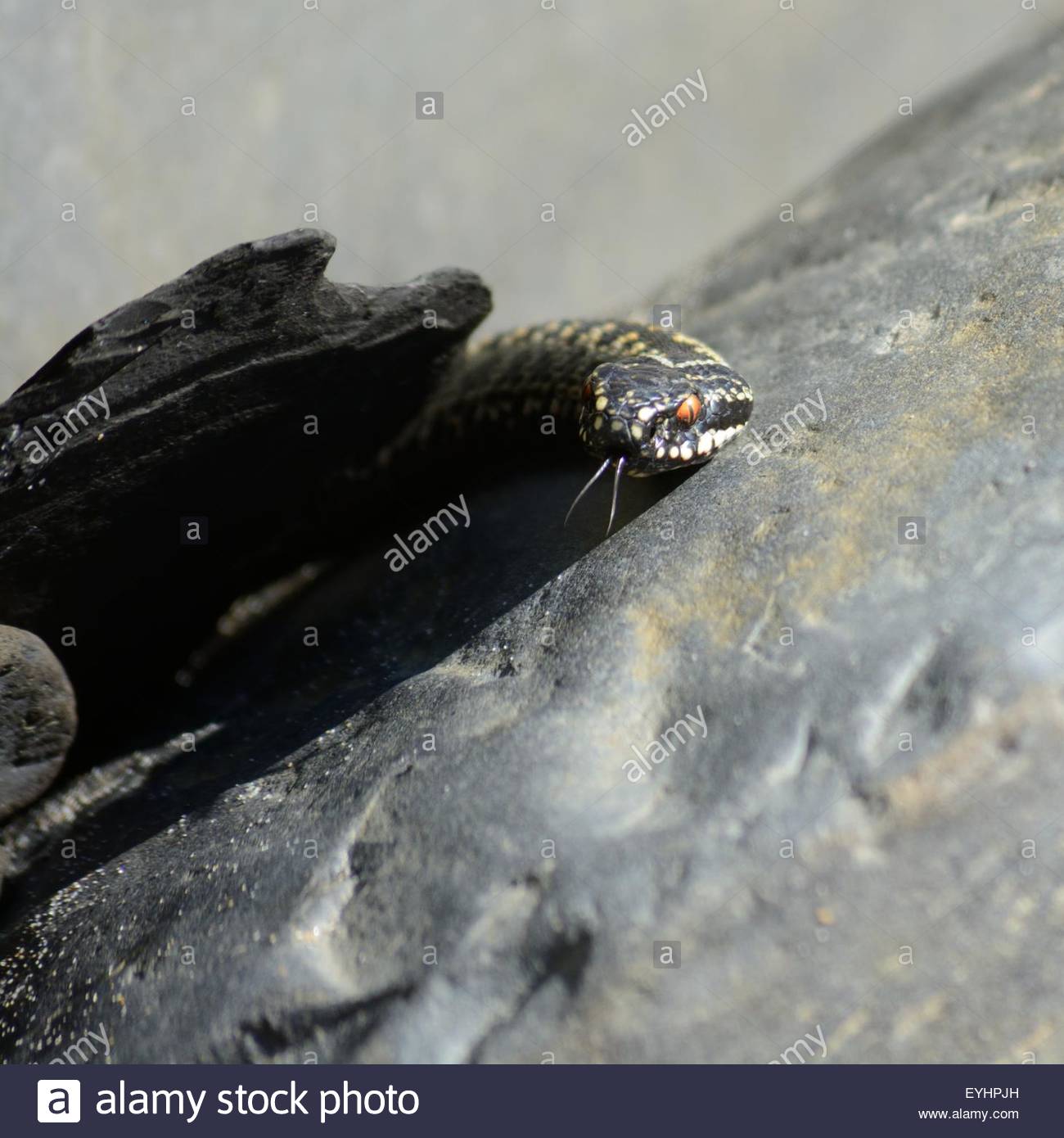 Snake Forked Tongue Stock Photos & Snake Forked Tongue Stock Images - Alamy