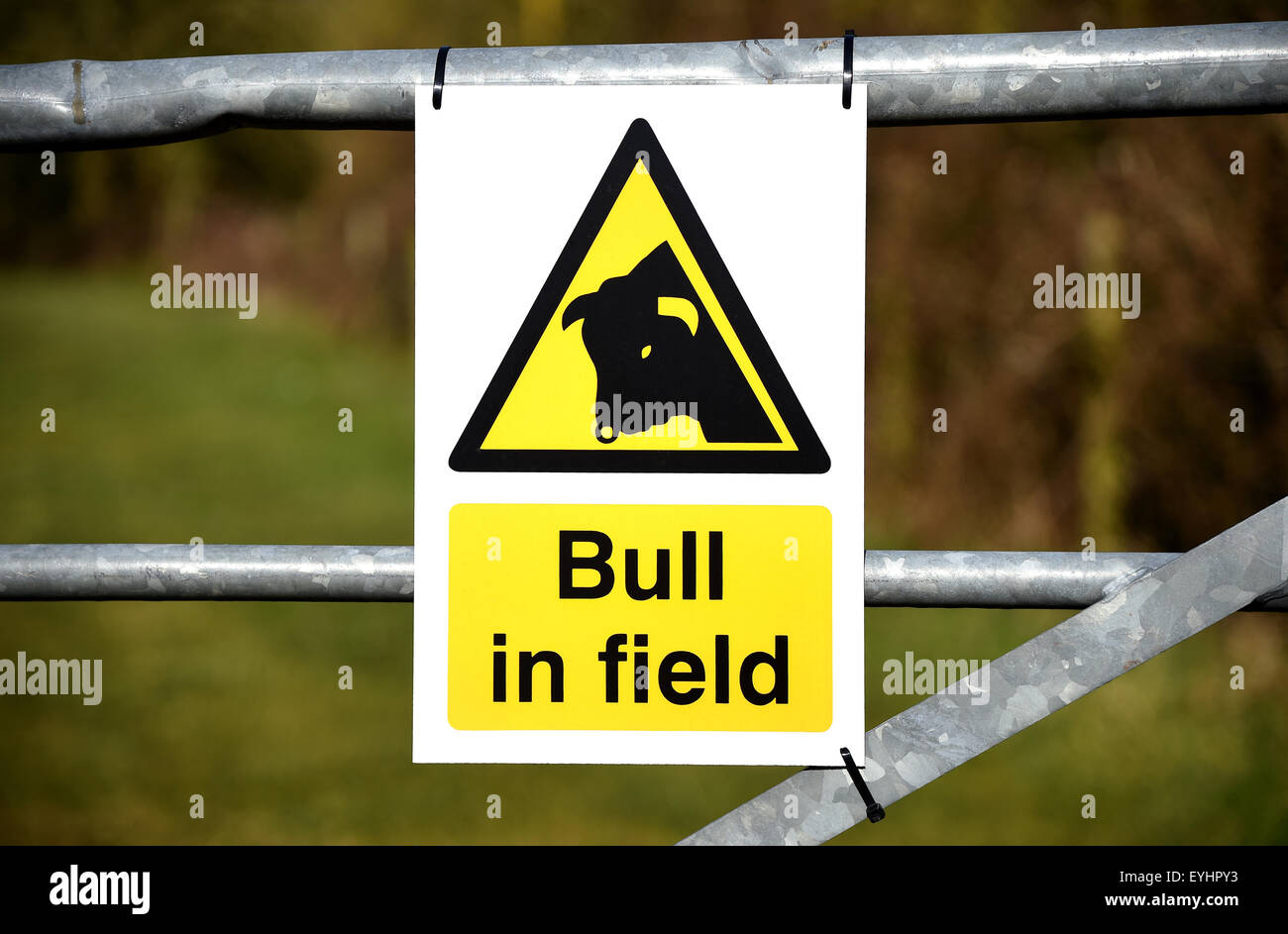 Bull in field warning sign, Britain, UK Stock Photo