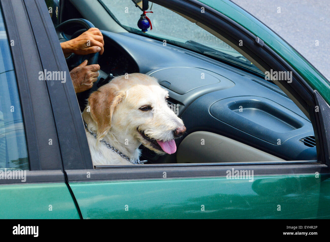 Cute golden retriever dog riding in a car while sitting like human with his tongue out looking through window Stock Photo