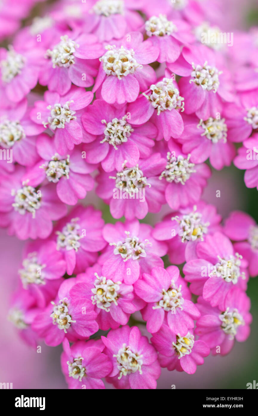 Close up, full frame of beautiful and colourful pink Achillea Millefolium, Fireking, common name Yarrow Stock Photo