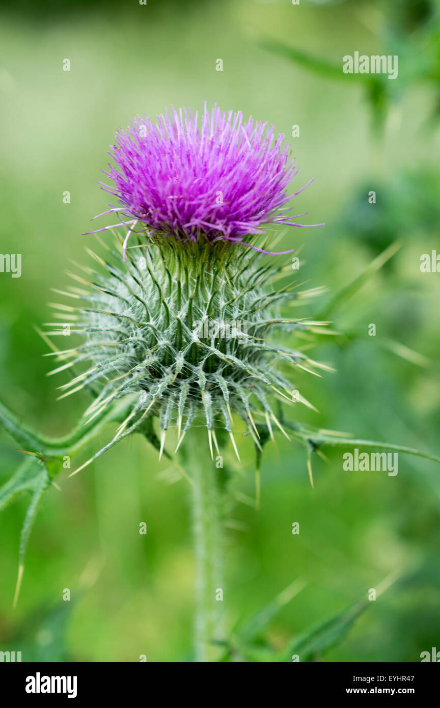 Thistle in bloom showing its characteristic spikes and purple flower Stock Photo