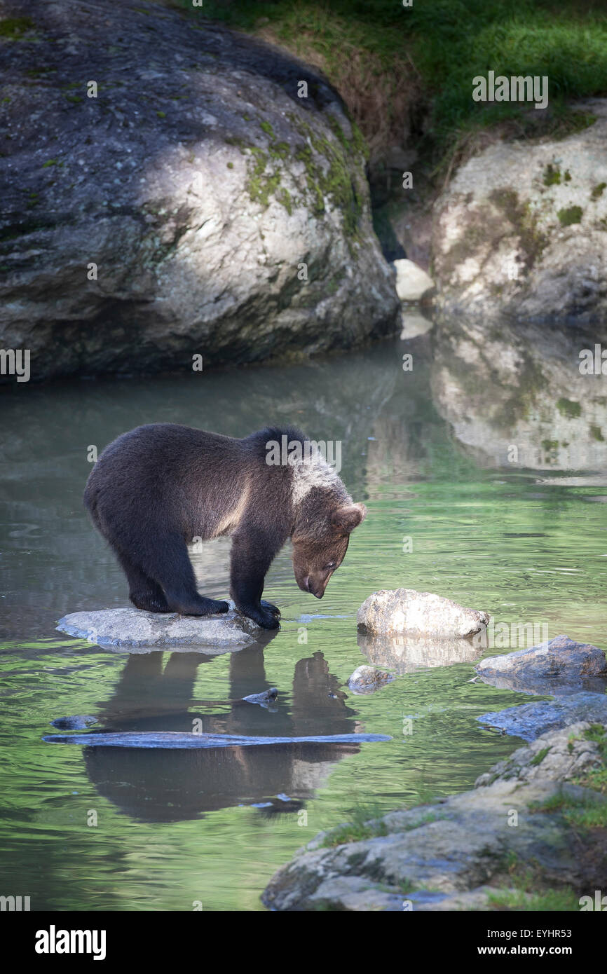 European Brown Bear (Ursus arctos) - Stock Image
