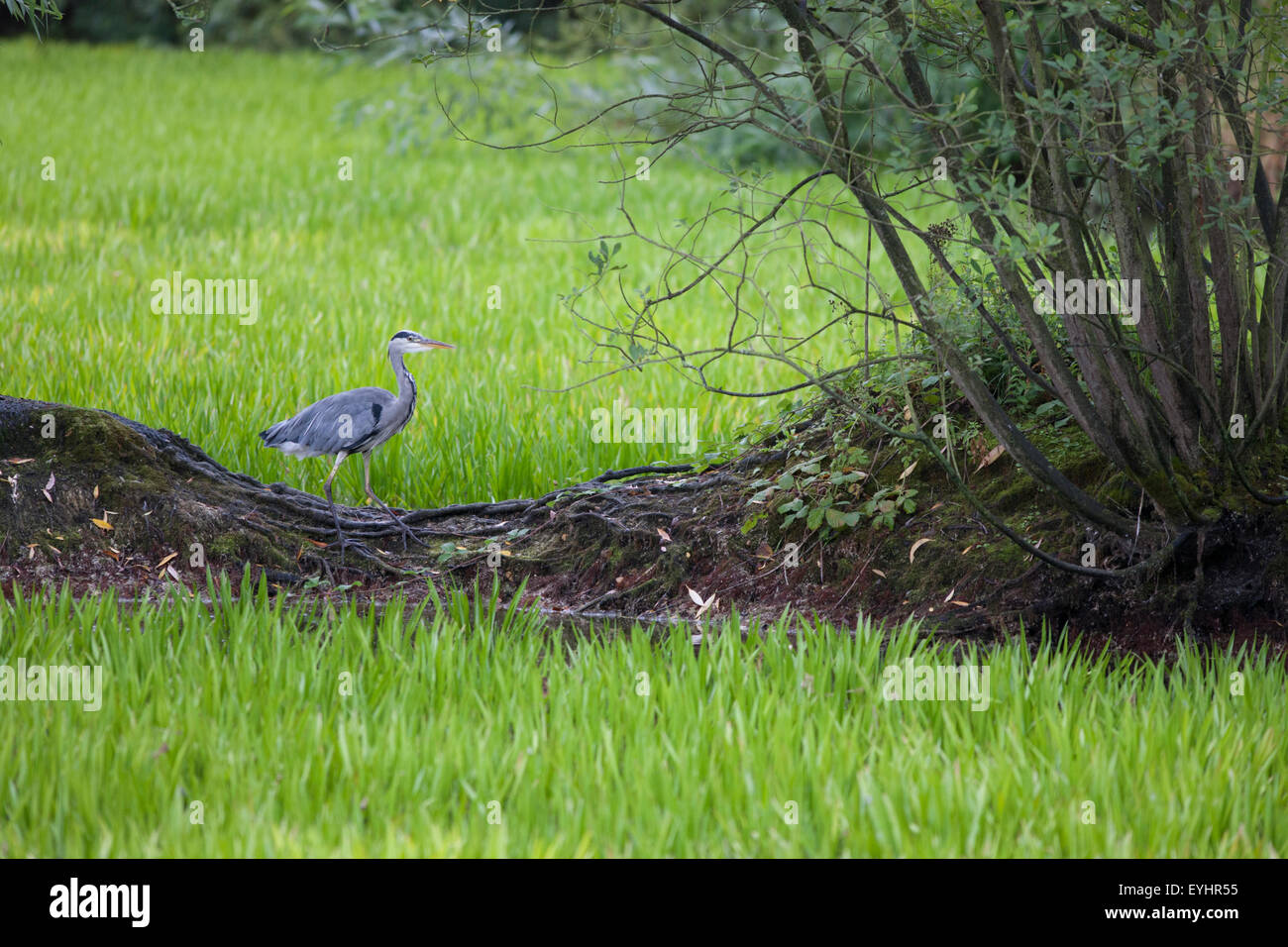 grey heron (Ardea cinerea) - Stock Image