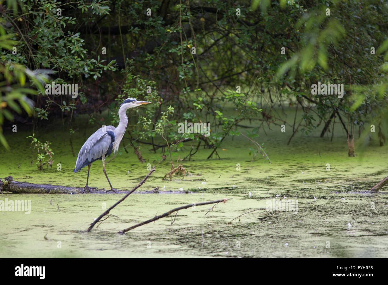 grey heron (Ardea cinerea), - Stock Image