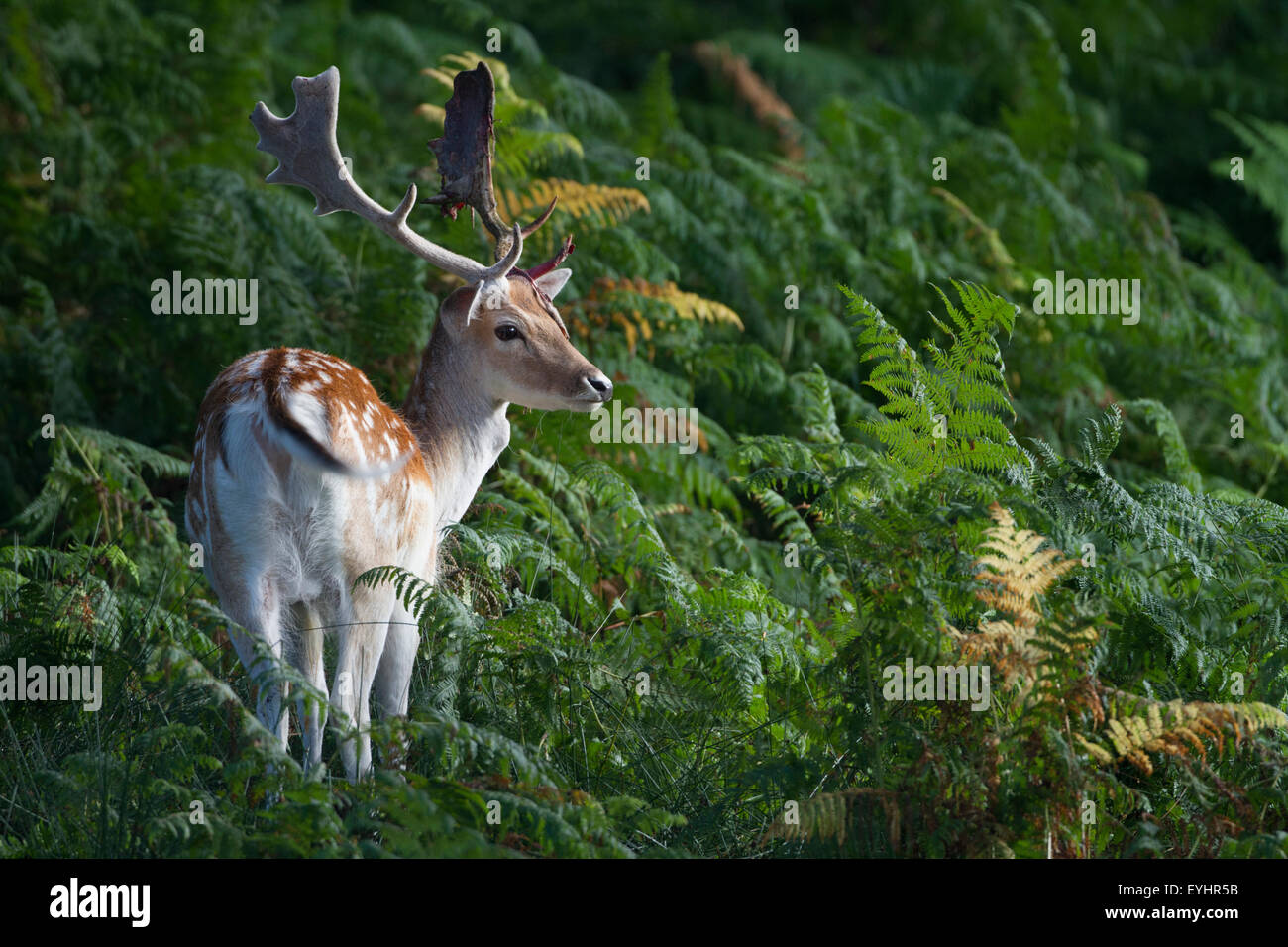 fallow deer (dama dama) - Stock Image