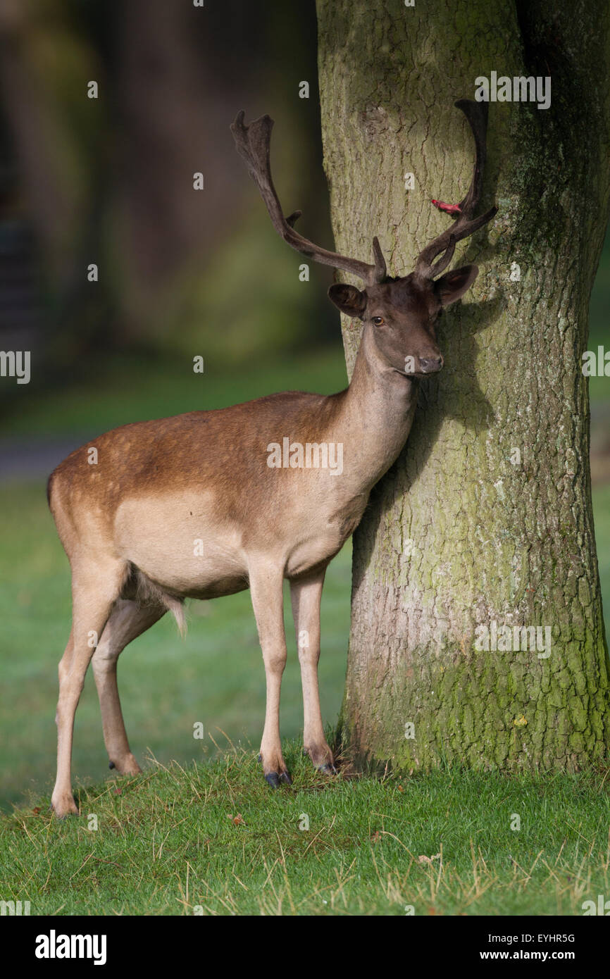 Fallow deer (dama dama) standing next to tree - Stock Image