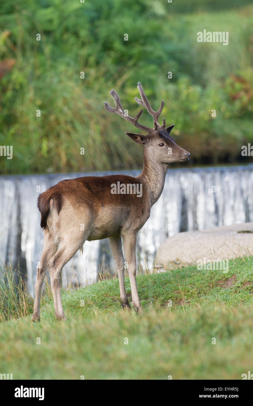 Fallow deer (dama dama) - Stock Image