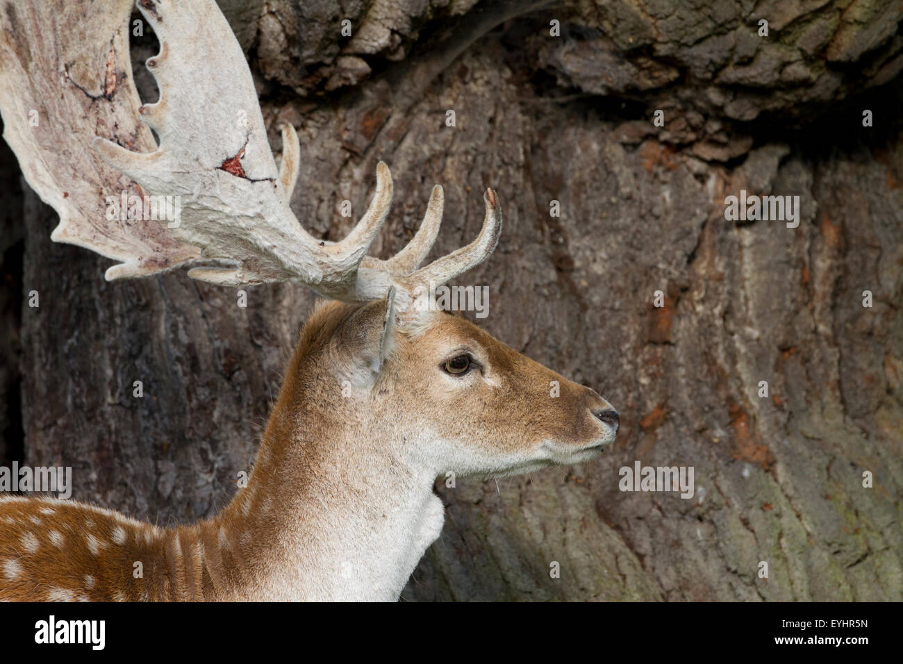 Fallow deer (dama dama) - Stock Image