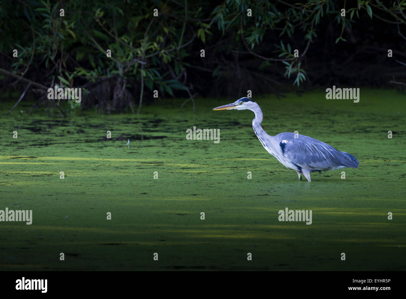 Heron (ardea cinerea) - Stock Image