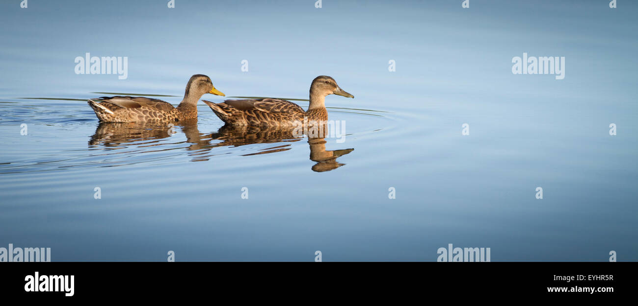 Mallard, female, wild duck (Anas platyrhynchos) - Stock Image