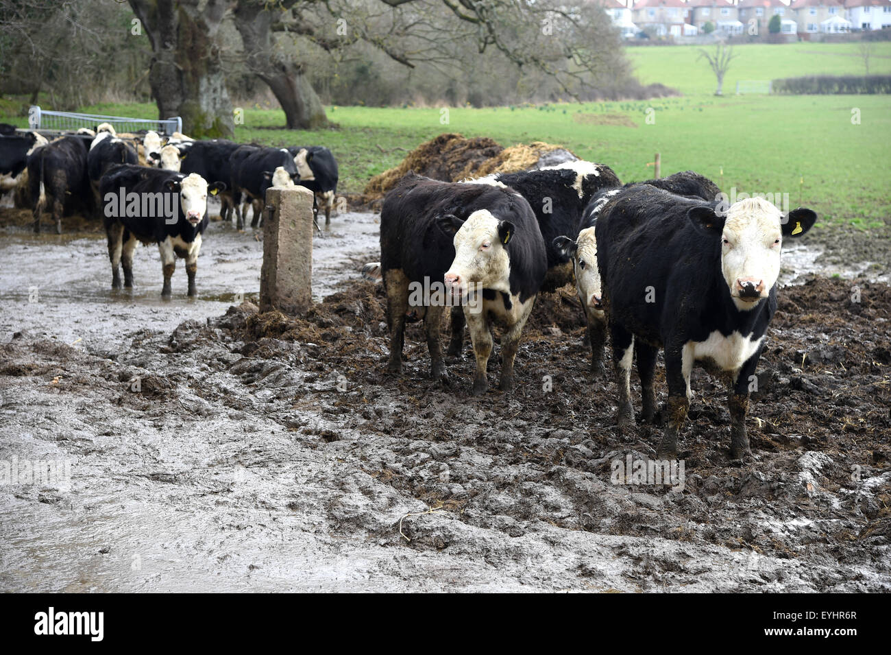 Cows in a muddy field, UK Stock Photo Alamy
