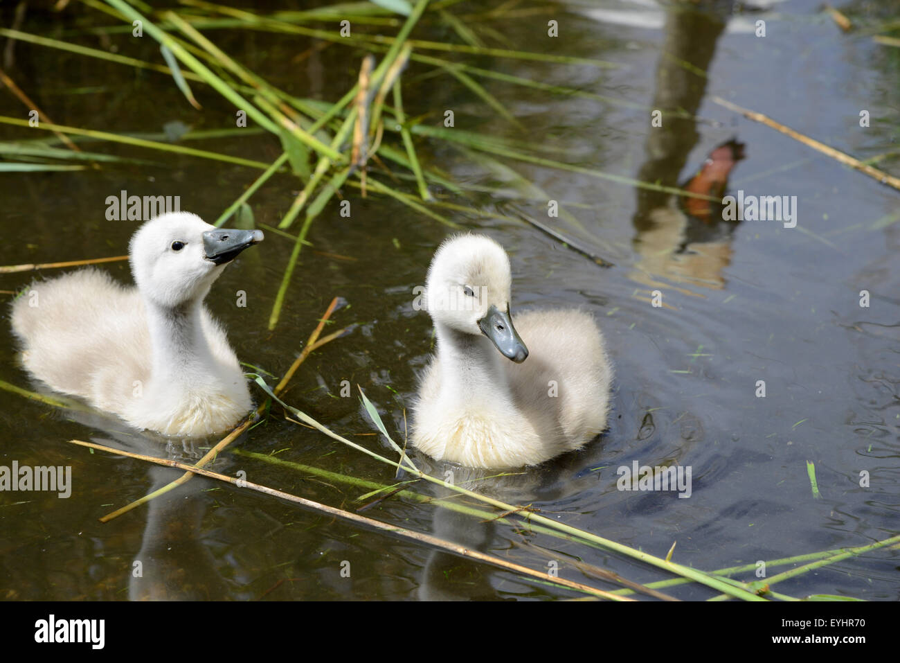 Cygnets and reflection of swan, Britain, UK Stock Photo