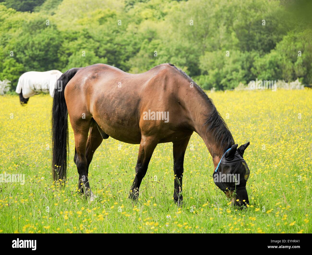 Horse in a grass field hi-res stock photography and images - Alamy