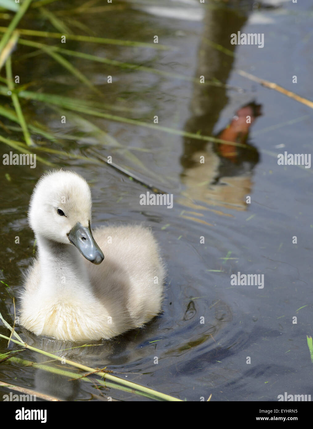 Cygnet and reflection of swan, Britain, UK Stock Photo