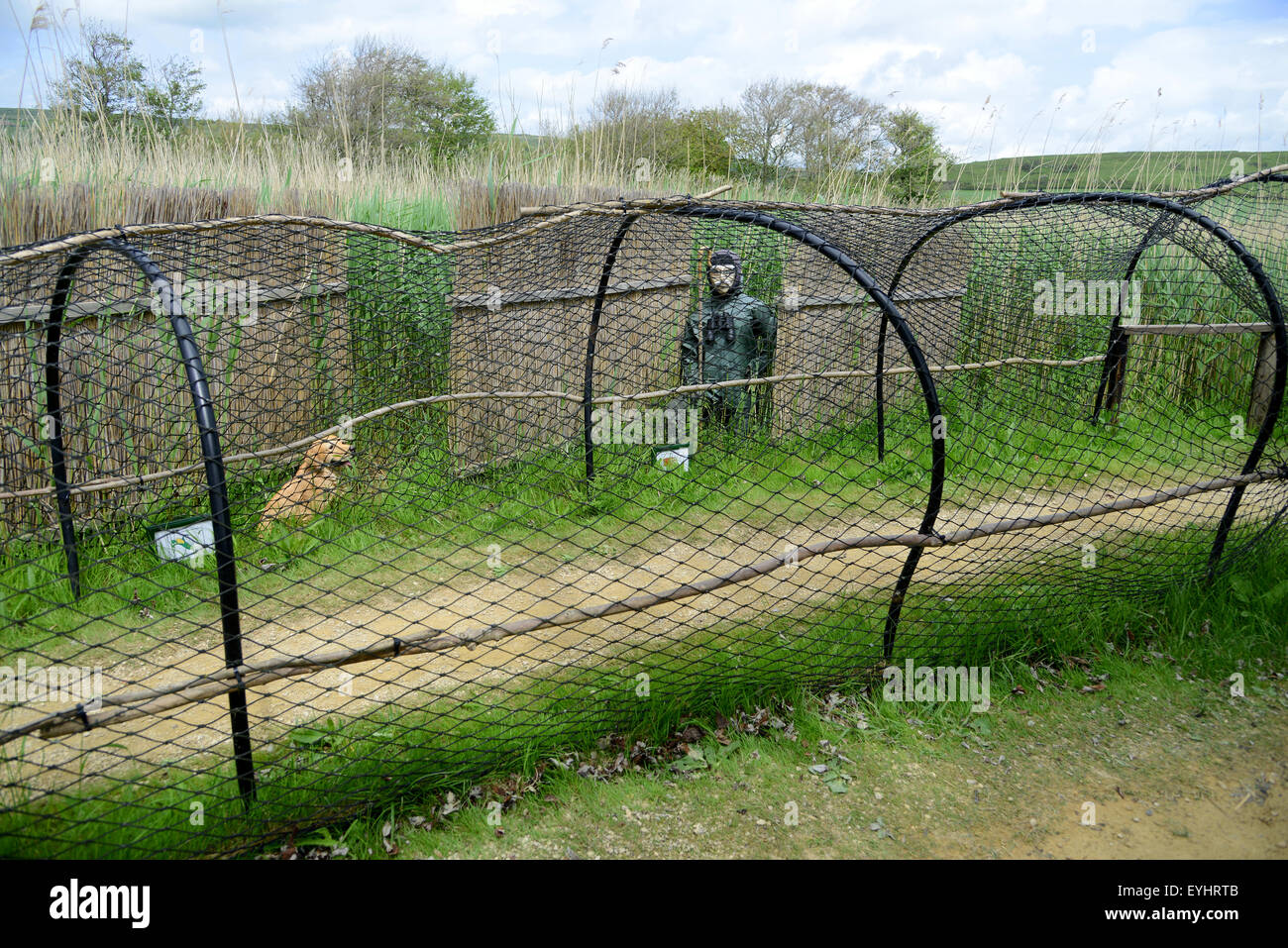 Abbotsbury Swannery, a duck decoy net or pipe used to catch wild waterfowl, Dorset, Britain, UK Stock Photo