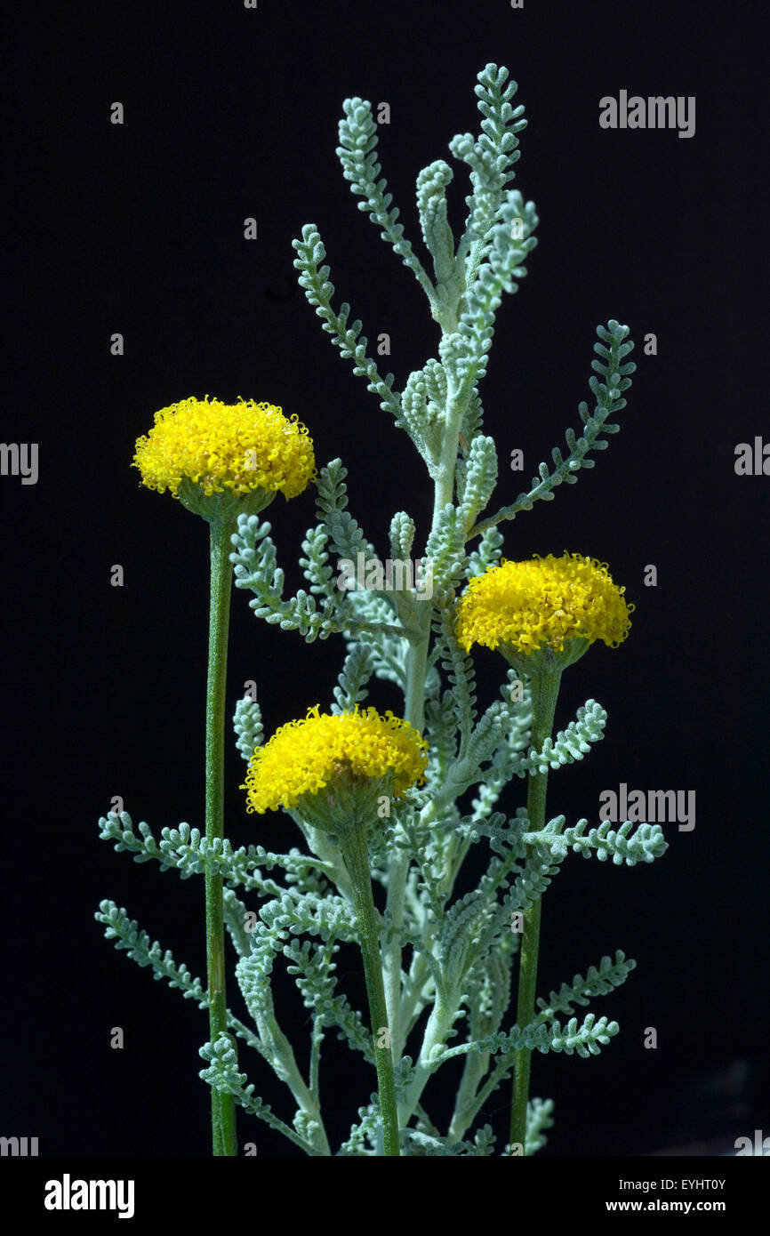 Heiligenkraut, Santolina chamaecyparissus, Duftpflanze, Duftpflanzen, Heilpflanze, Wildpflanze, Stock Photo