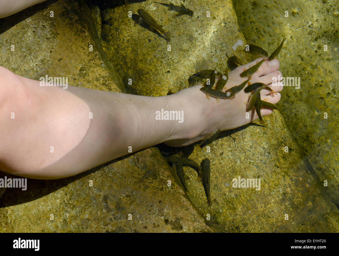 Banjaran hot springs, Garra rufa or doctor fish nibble on the foot of a person receiving a spa treatment, Malaysia Stock Photo