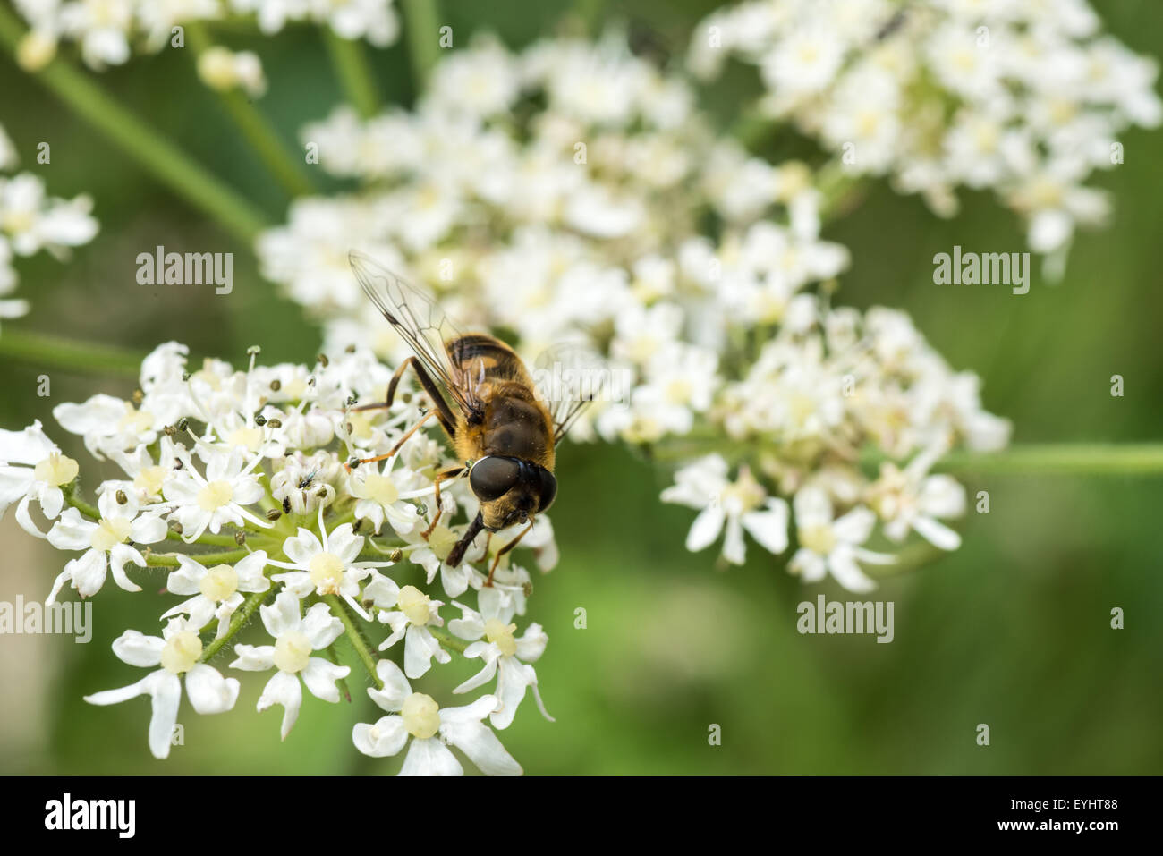 A bee getting pollen from white spray flower from Northicote farm