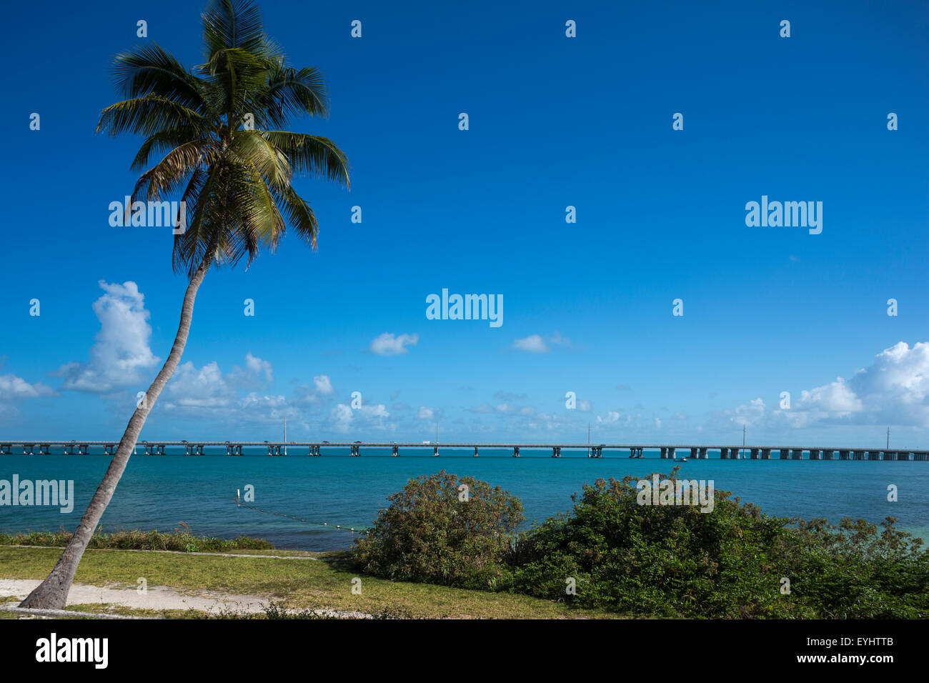 PALM TREE CALUSA BEACH BAHIA HONDA STATE PARK BAHIA HONDA KEY FLORIDA
