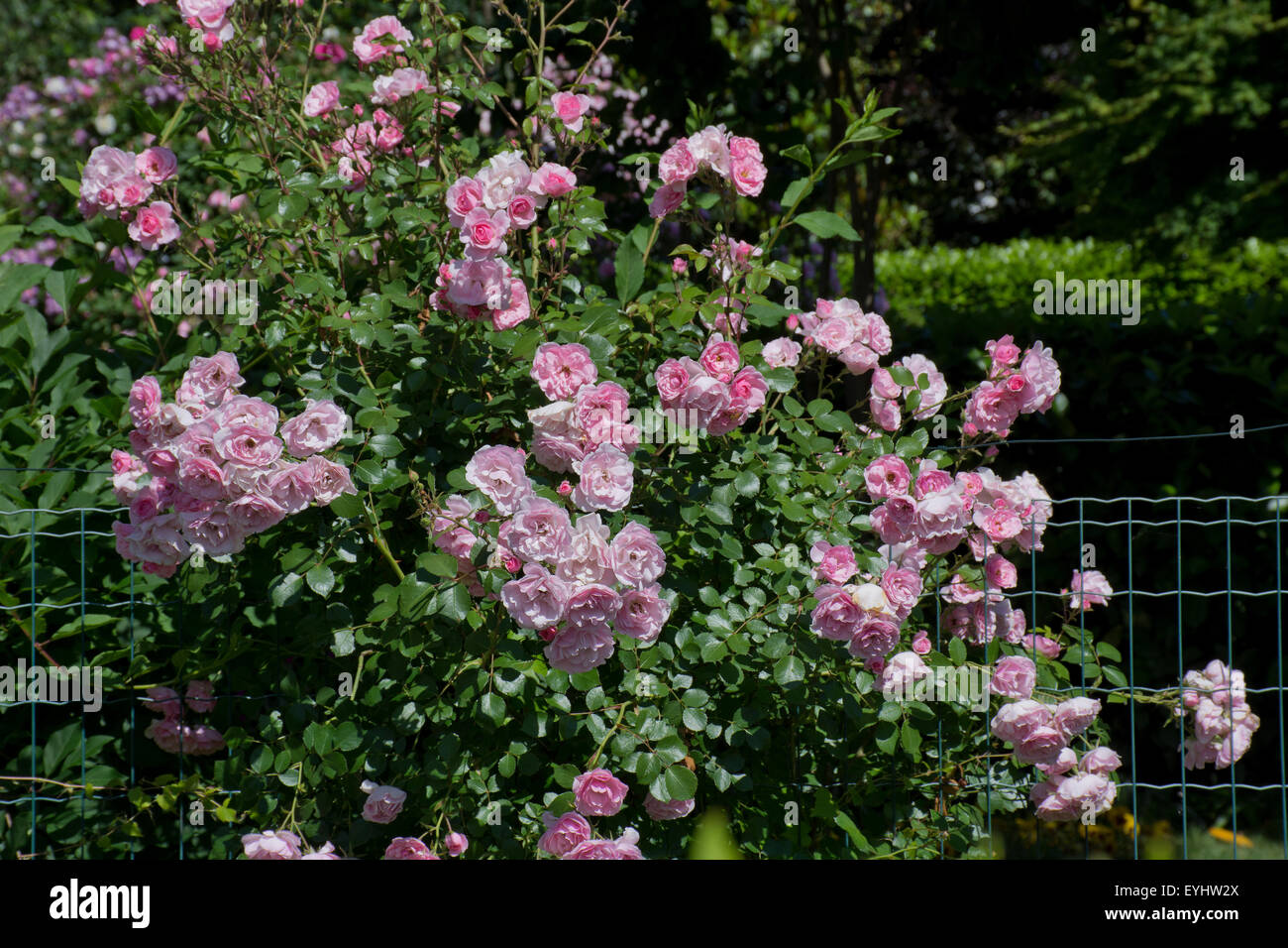 Bonica rose. Stock Photo