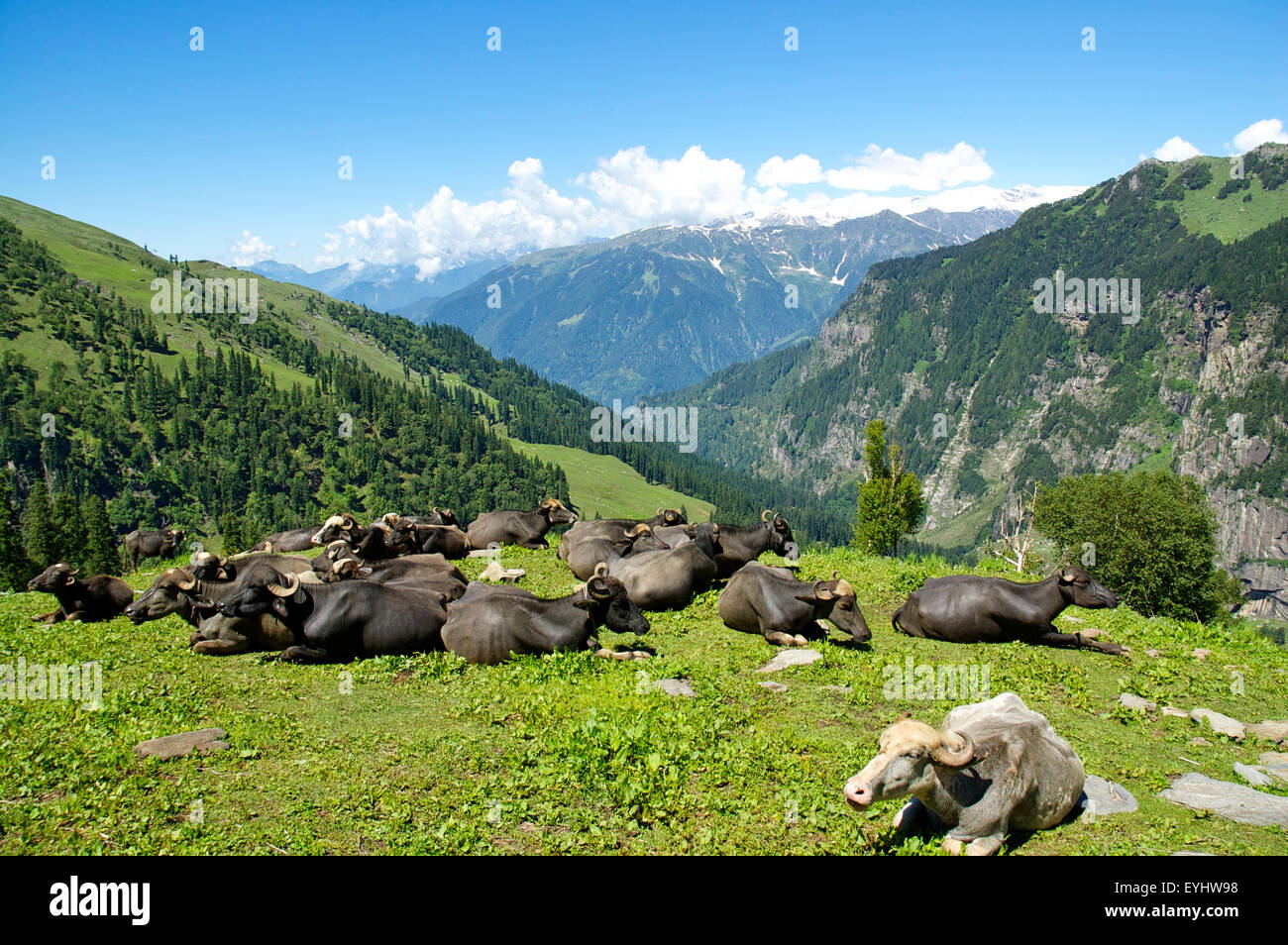 Buffaloes, Himachal Pradesh, India Stock Photo