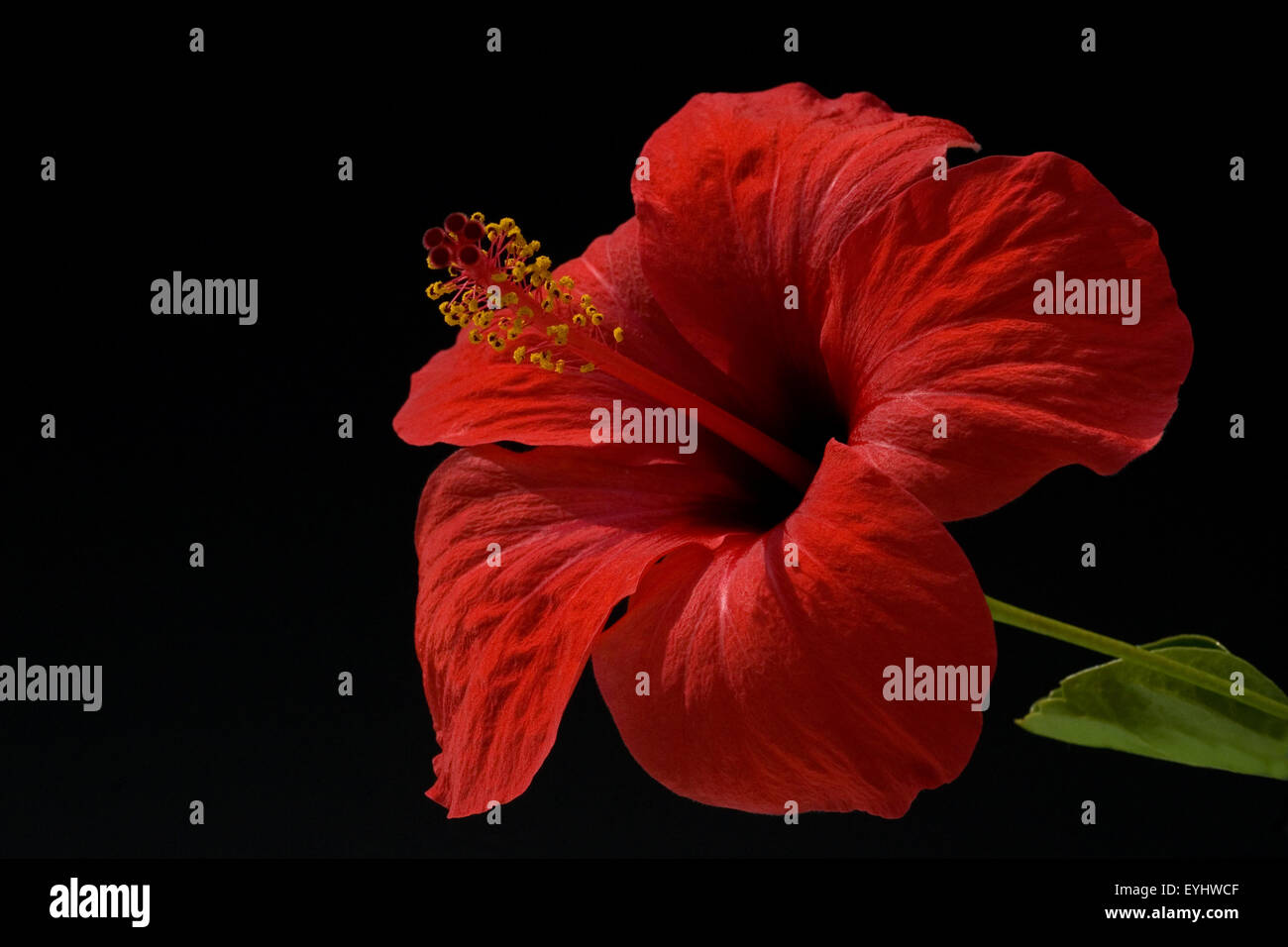 Hibiscus rosa sinensis hi-res stock photography and images - Alamy