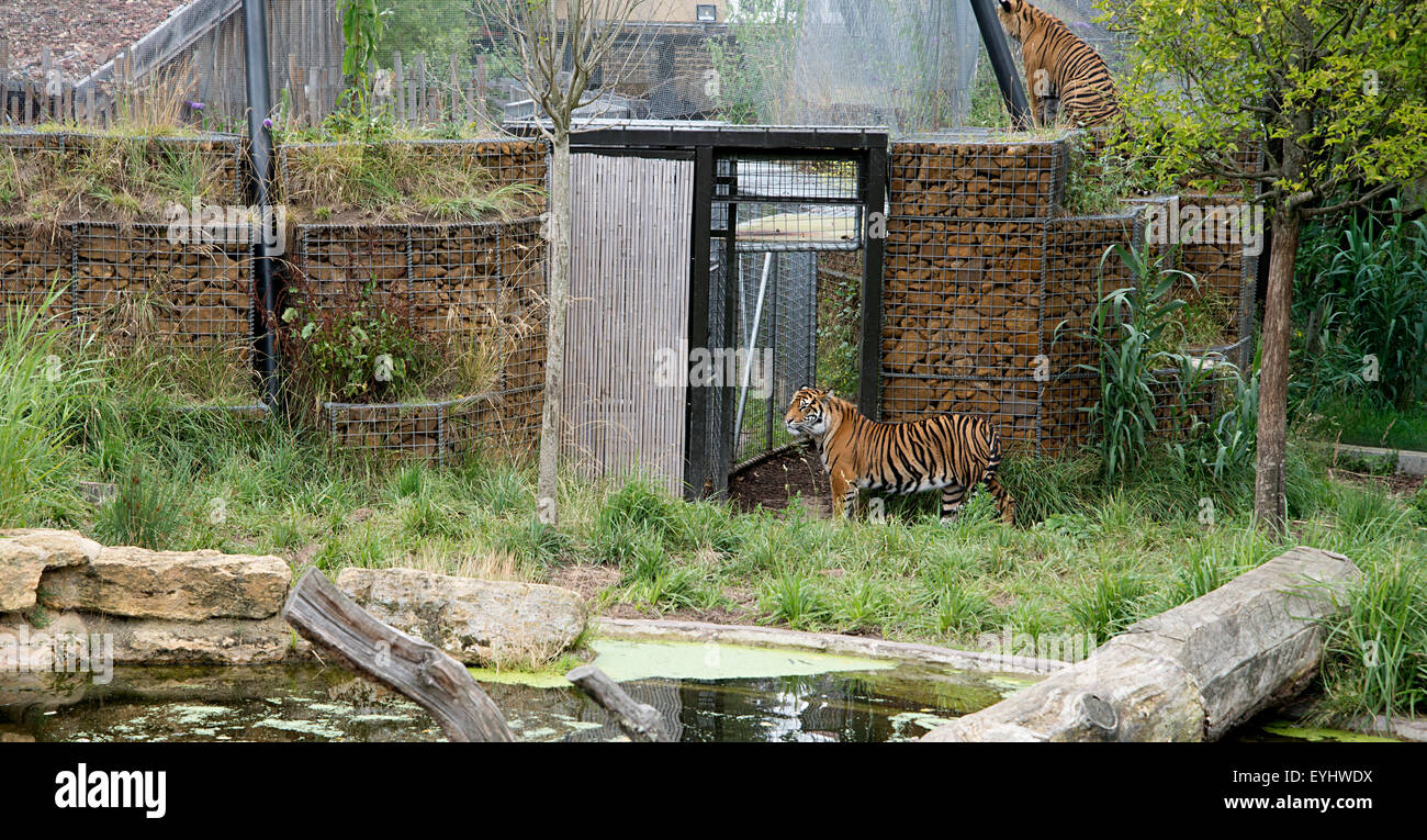 2 Sumatran tigers in Tiger Territory standing by gate and sitting high wall observing view Stock Photo