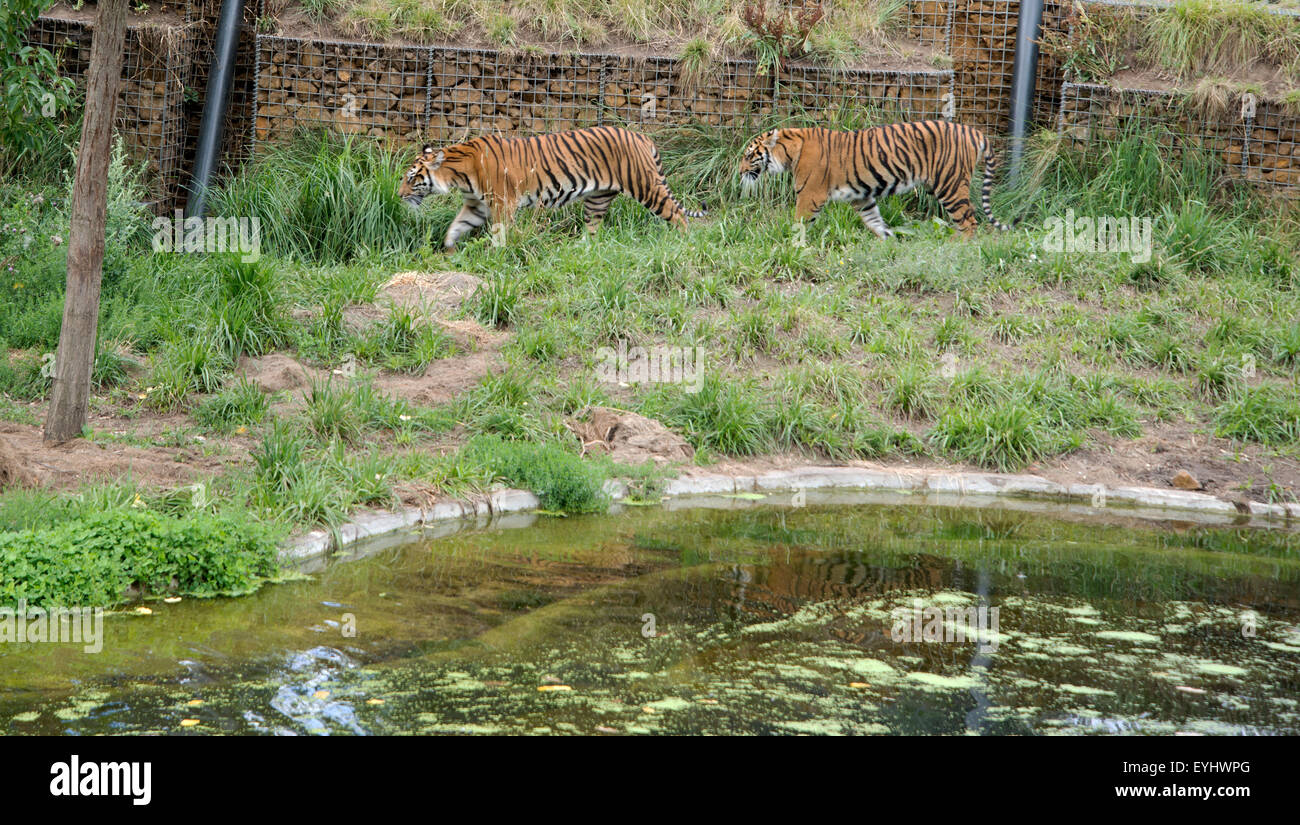 Sumatran tigers walk in Tiger Territory enclosure at London Zoo. Stock Photo