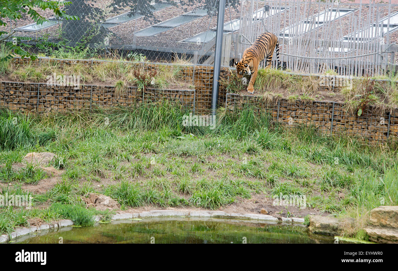 Sumatran tiger climbs down from wall tin Tiger Territory enclosure at London Zoo Stock Photo