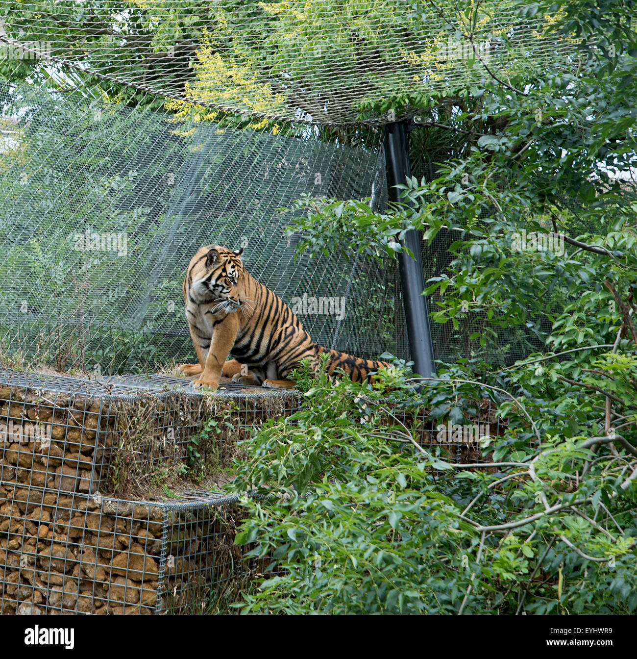 Sumatran tiger observes inside enclosure from the wall in Tiger Territory at London Zoo Stock Photo