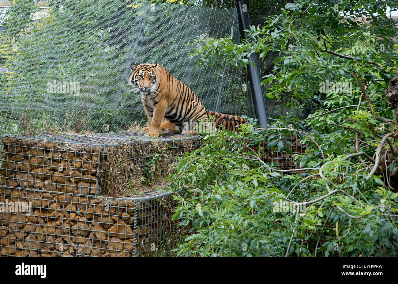 Sumatran tiger keeps watch from high wall in the Tiger Territory enclosure at London Zoo Stock Photo