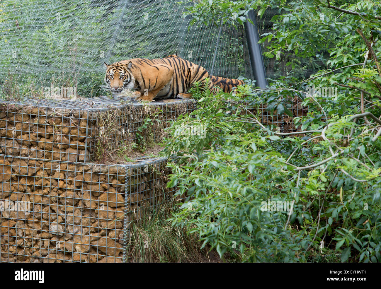 Sumatran tiger keeps watch from high wall in the Tiger Territory enclosure at London Zoo Stock Photo