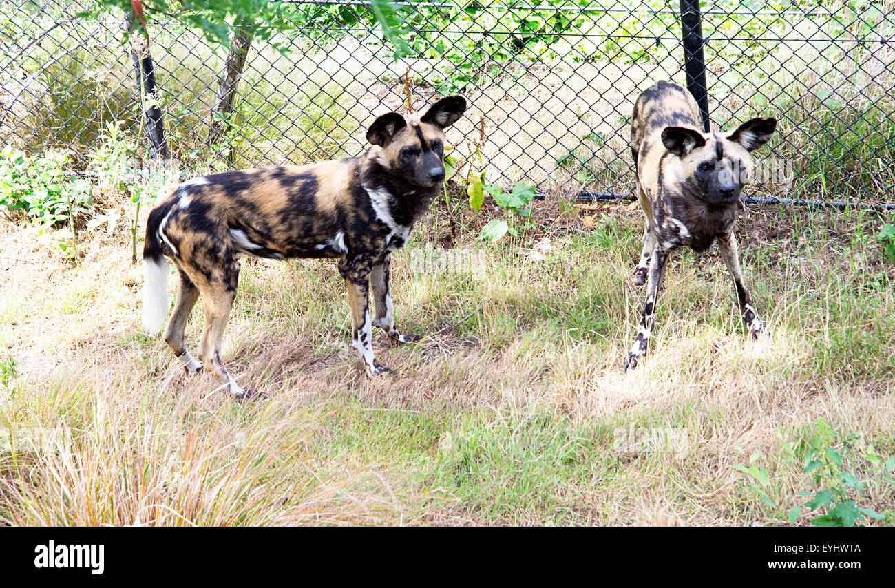 African wild hunting dogs at London Zoo. Stock Photo